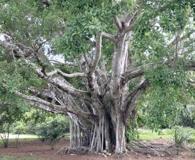 Ficus microcarpa