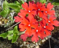 Glandularia peruviana