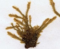 Glyphothecium gracile