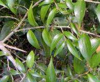 Griselinia ruscifolia