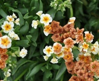 Heliotropium floridum