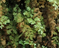 Hymenophyllum ferrugineum