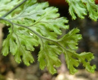 Hymenophyllum seselifolium