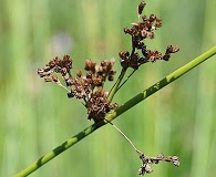 Juncus effusus