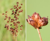 Juncus marginatus