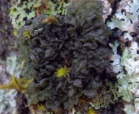 Leptogium coralloideum