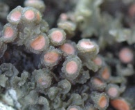 Leptogium phyllocarpum