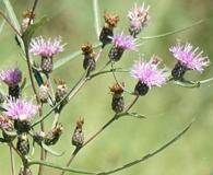 Lessingianthus rubricaulis