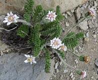 Leucheria millefolium