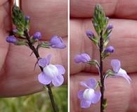 Linaria canadensis