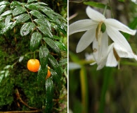 Luzuriaga polyphylla