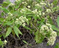 Mikania urticifolia