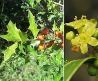 Monteverdia ilicifolia