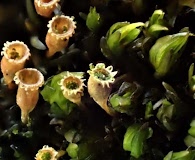 Muelleriella crassifolia