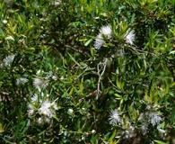 Myrceugenia pinifolia