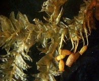 Neckera chilensis