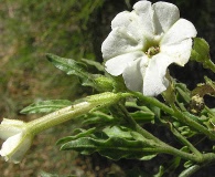 Nicotiana corymbosa