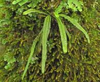 Notogrammitis angustifolia