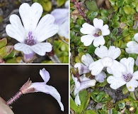 Ourisia breviflora