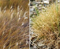 Pappostipa chrysophylla
