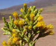 Parastrephia quadrangularis