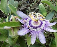 Passiflora mooreana