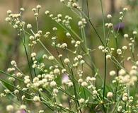 Pfaffia glomerata