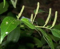 Piper xylosteoides