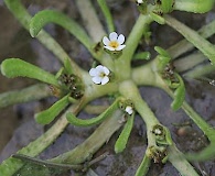 Plagiobothrys calandrinioides