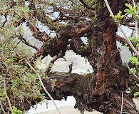 Polylepis australis