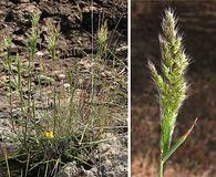 Polypogon interruptus