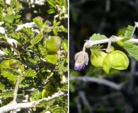 Porlieria chilensis