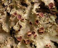Pseudocyphellaria exanthematica