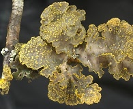 Pseudocyphellaria scabrosa