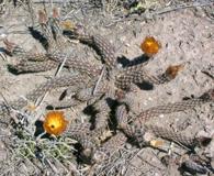 Pterocactus tuberosus