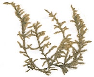 Racomitrium patagonicum