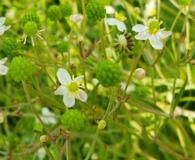 Ranunculus apiifolius