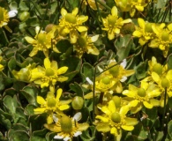 Ranunculus spegazzinii