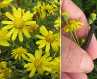 Senecio madagascariensis