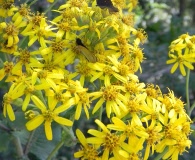 Senecio otites