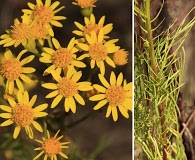 Senecio pinnatus