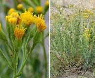 Senecio subumbellatus