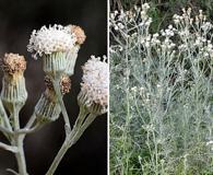 Senecio vira-vira