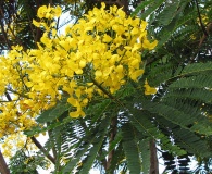 Senna multijuga