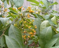 Solanum argentinum
