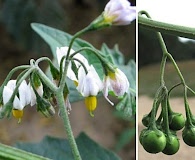 Solanum furcatum