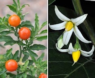 Solanum stuckertii