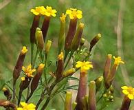 Tagetes multiflora