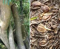 Terminalia australis