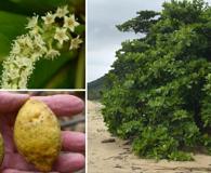 Terminalia catappa